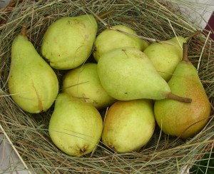 Clapps Liebling